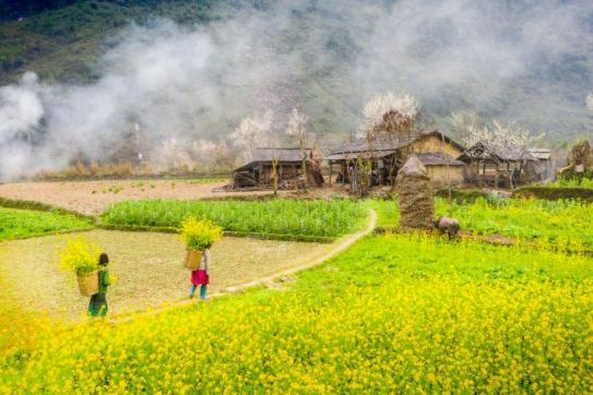 Must-See Canola Flower Fields and Highland Festivals in Ha Giang